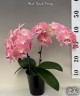 Phal. Harck Peony 2.5'' УЦЕНКА (мех. повр. лист.)