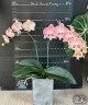 Phal. Harck Peony 2.5'' УЦЕНКА (мех. повр. лист.)