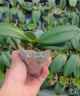 Phal. Harck Peony 2.5'' УЦЕНКА (мех. повр. лист.)