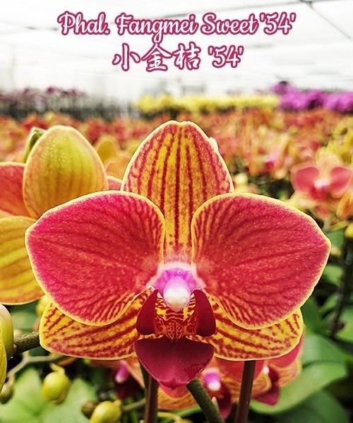 Phal. Fangmei Sweet '54' 2.5''