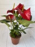Anthurium andreanum Karma Red Ø 9 см
