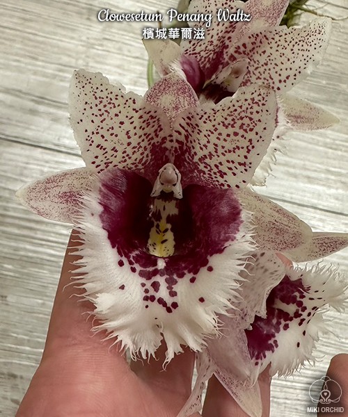 Clowesetum Penang Waltz 2.5''