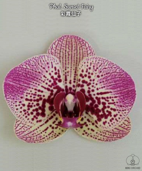 Phal. Sunset Fairy 2.5"