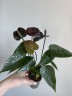 Anthurium Andreanum Black Love Ø 6 см