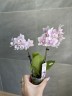 Мини орхидея Sakura Light / Sanne - Мультифлора (линейка Optifriend; садовник Opti-flor) (2 цветоноса; Ø 7 см)