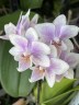 Мини орхидея Sakura Light / Sanne - Мультифлора (линейка Optifriend; садовник Opti-flor) (2 цветоноса; Ø 7 см)