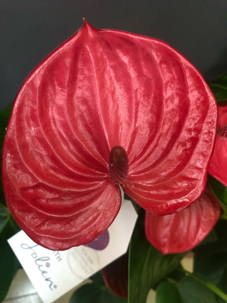 Anthurium andreanum Ritma (Ø 14 см)