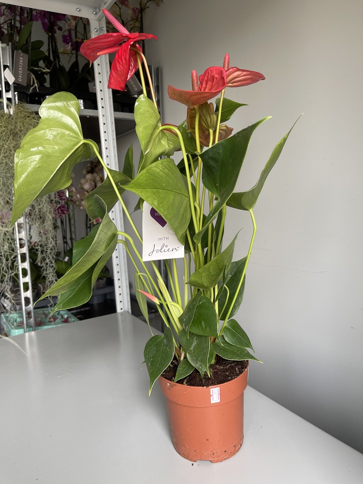 Anthurium andreanum Ritma (Ø 14 см)