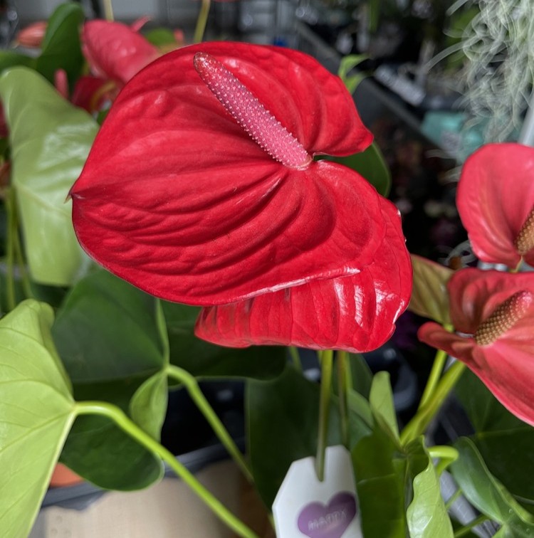 Anthurium andreanum Ritma (Ø 14 см)
