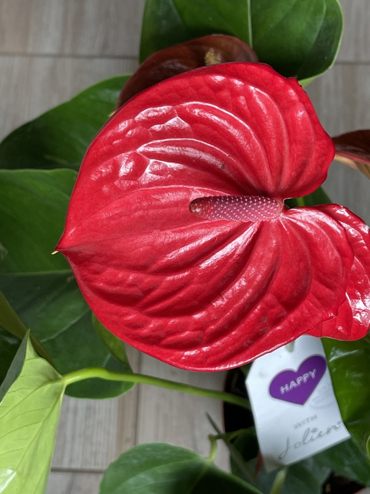 Anthurium andreanum Ritma (Ø 14 см)