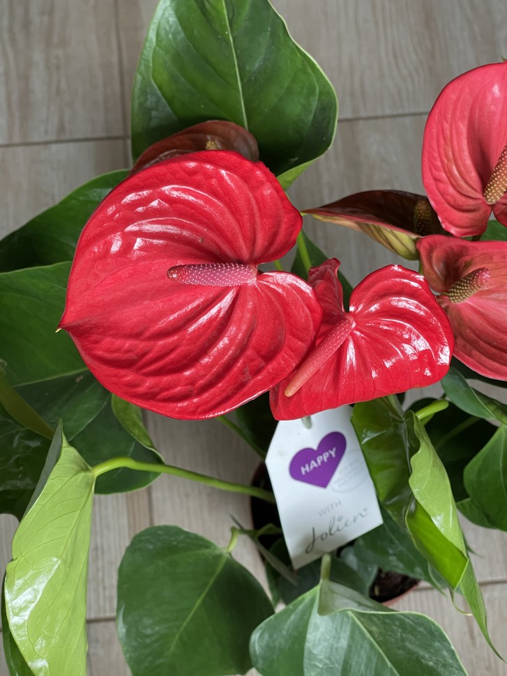 Anthurium andreanum Ritma (Ø 14 см)
