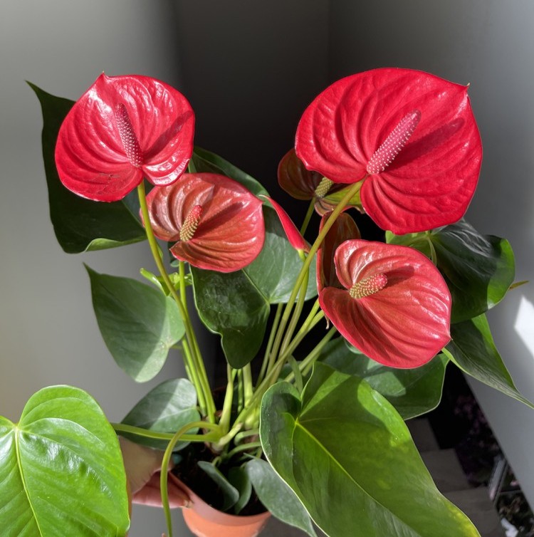 Anthurium andreanum Ritma (Ø 14 см)