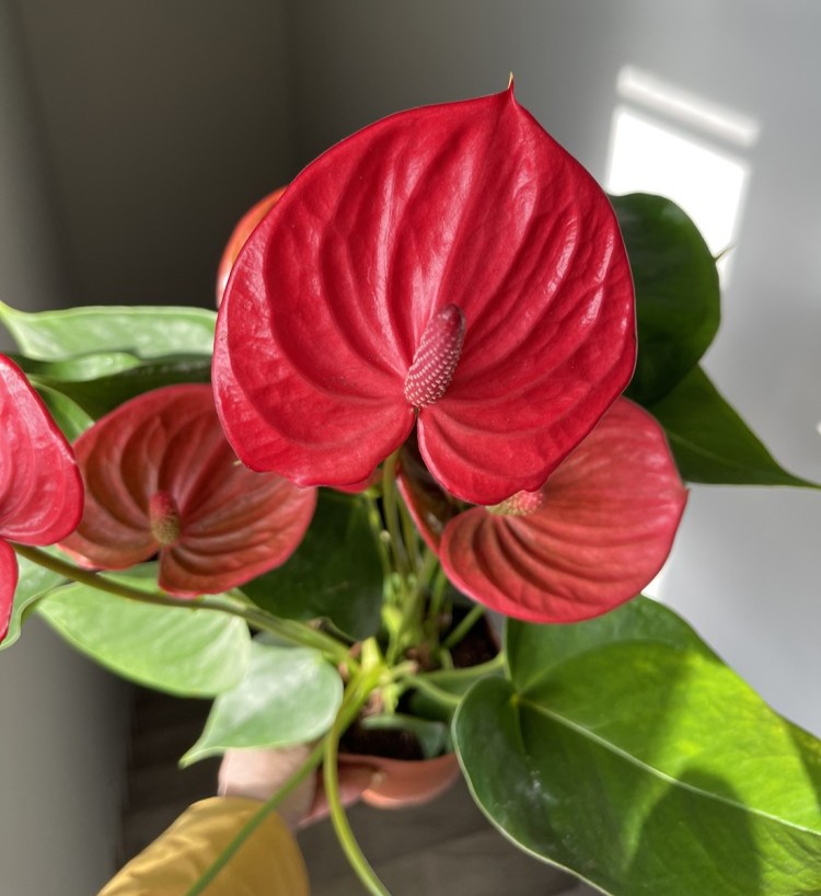 Anthurium andreanum Ritma (Ø 14 см)