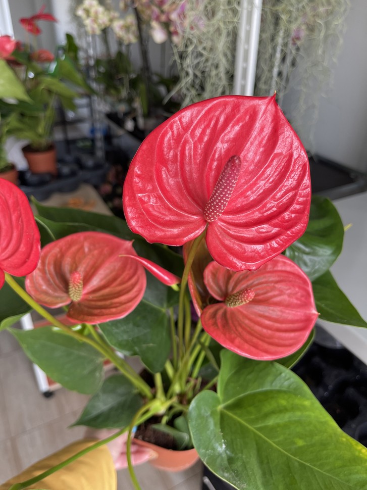 Anthurium andreanum Ritma (Ø 14 см)