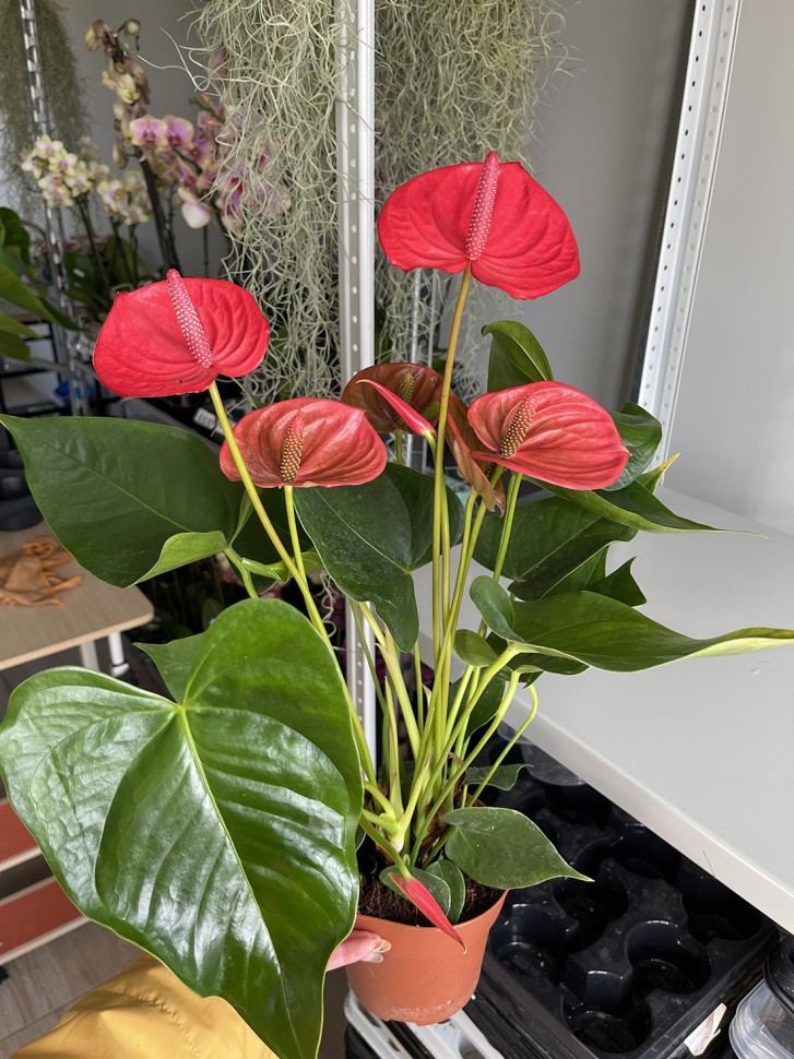 Anthurium andreanum Ritma (Ø 14 см)