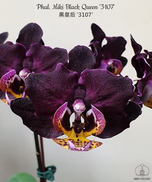 Phal. Miki Black Queen '3107' 2.5''