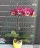 Phal. Miki Black Queen '3107' 2.5''