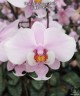 Phal. schilleriana 'MSH' 2.5'' УЦЕНКА (мех. повр. листиков)