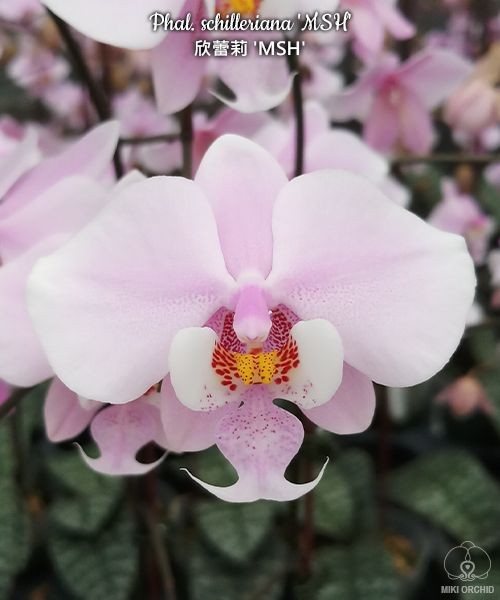 Phal. schilleriana 'MSH' 2.5'' УЦЕНКА (мех. повр. листиков)