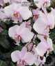 Phal. schilleriana 'MSH' 2.5'' УЦЕНКА (мех. повр. листиков)