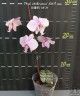 Phal. schilleriana 'MSH' 2.5'' УЦЕНКА (мех. повр. листиков)