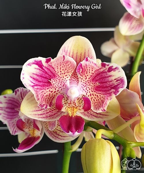 Phal. Miki Flowery Girl 2.5''