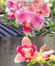 Phal. Miki Flowery Girl 2.5''