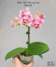 Phal. Miki Flowery Girl 2.5''