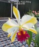 Rth. Fu Shu Glory 'Happy Holiday' 3.0"