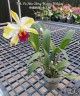 Rth. Fu Shu Glory 'Happy Holiday' 3.0"