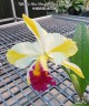 Rth. Fu Shu Glory 'Happy Holiday' 3.0"