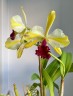 Rth. Fu Shu Glory 'Happy Holiday' 3.0"