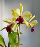 Rth. Fu Shu Glory 'Happy Holiday' 3.0"