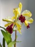 Rth. Fu Shu Glory 'Happy Holiday' 3.0"
