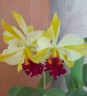 Rth. Fu Shu Glory 'Happy Holiday' 3.0"