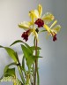Rth. Fu Shu Glory 'Happy Holiday' 3.0"