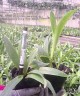 Rth. Fu Shu Glory 'Happy Holiday' 3.0"