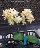 Phal. Ron-E Glamor '3217' 2.5"