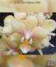 Phal. Ron-E Glamor '3217' 2.5"