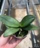 Phal. Ron-E Glamor '3217' 2.5"