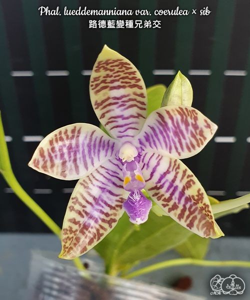 Phal. lueddemanniana var. coerulea × sib 2.5"