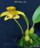 Bulb. dearei × sib 2.5"