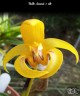 Bulb. dearei × sib 2.5"
