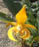 Bulb. dearei × sib 2.5"