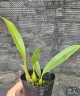Bulb. dearei × sib 2.5"