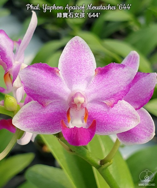 Phal. Yaphon Apairof Moustaches '644' 2.5" УЦЕНКА (мех. повр. лист.)