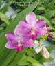 Phal. Yaphon Apairof Moustaches '644' 2.5" УЦЕНКА (мех. повр. лист.)
