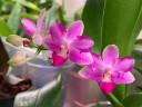 Phal. Yaphon Apairof Moustaches '644' 2.5" УЦЕНКА (мех. повр. лист.)
