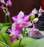 Phal. Yaphon Apairof Moustaches '644' 2.5" УЦЕНКА (мех. повр. лист.)