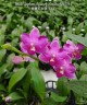 Phal. Yaphon Apairof Moustaches '644' 2.5" УЦЕНКА (мех. повр. лист.)